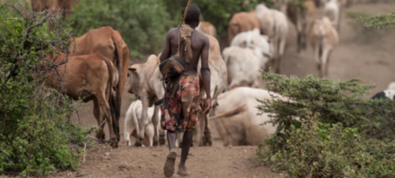 A herder grazing his cows in Isiolo County 